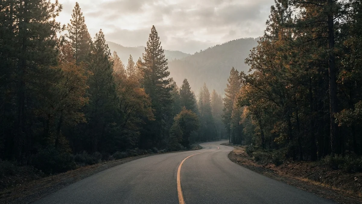 A quiet winding forest road with soft morning light.